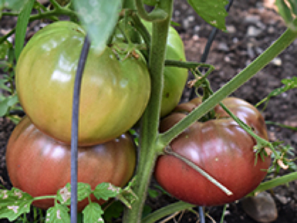 1884 Tomatoes heirloom tomato